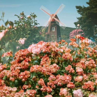 野马赛车挑战赛无敌版